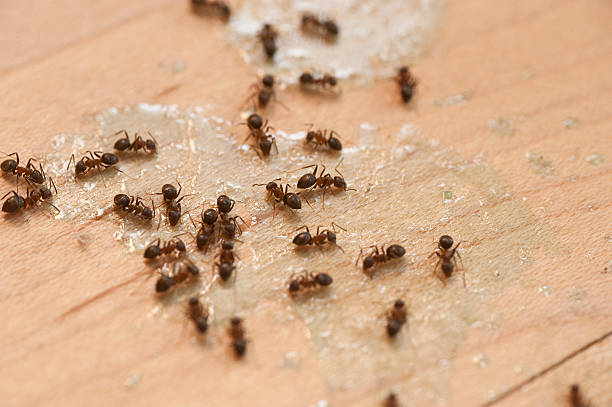 Best Bed Bug Extermination  in Rio Grande, NJ