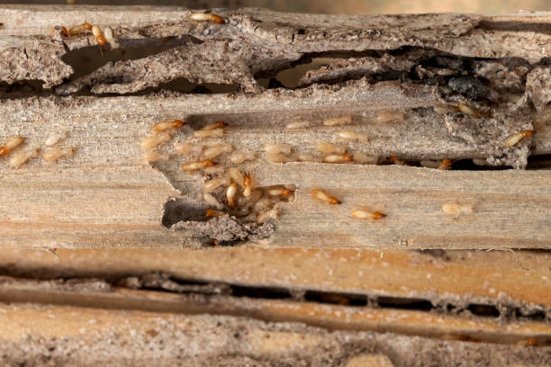 Professional Pest Control in Rio Grande, NJ