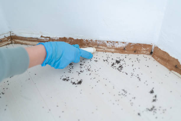 Best Mosquito Control Services  in Rio Grande, NJ